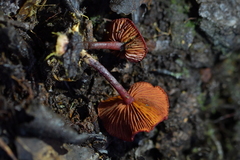 Dermocybe