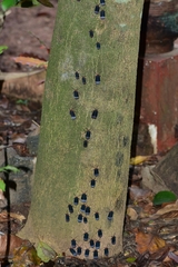 Kalidasa lanata