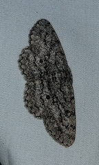 Hypomecis umbrosaria