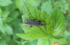 Cantharis obscura