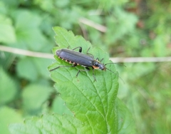 Cantharis obscura