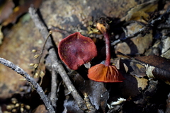 Dermocybe