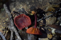 Dermocybe
