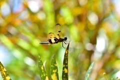 Rhyothemis variegata