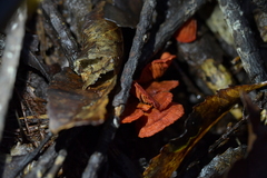 Dermocybe