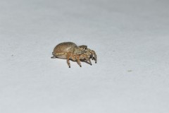 Langona tartarica