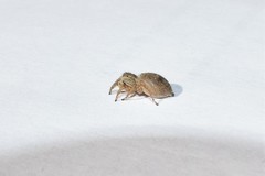 Langona tartarica