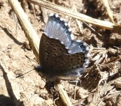 Pseudophilotes panoptes