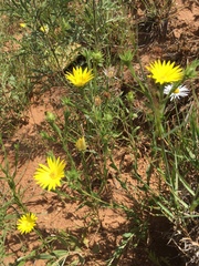 Xanthisma texanum drummondii