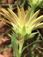 Xanthisma texanum drummondii