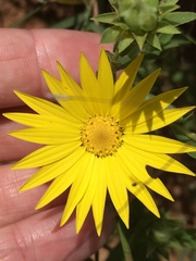 Xanthisma texanum drummondii