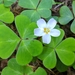 Redwood Sorrel - Photo (c) Ed Miller, some rights reserved (CC BY-NC), uploaded by Ed Miller