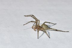 Agelena labyrinthica