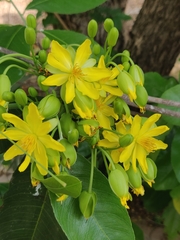 Ochna obtusata