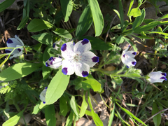 Nemophila maculata