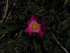 Rosa gallica