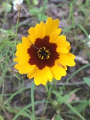 Coreopsis basalis