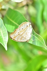Junonia atlites