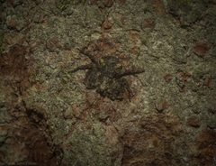 Stephanopis carcinoides