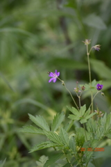 Geranium sylvaticum