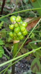 Arum italicum