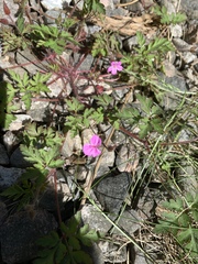 Geranium robertianum
