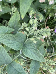 Symphytum caucasicum