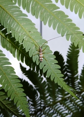 Olenecamptus formosanus