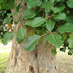 Ficus