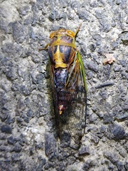 Vagitanus terminalis