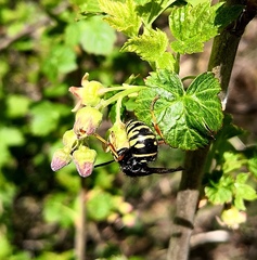 Vespula austriaca