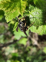 Vespula austriaca