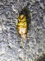 Vagitanus terminalis