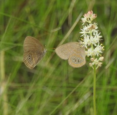 Neonympha areolatus