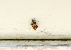 Anthrenus picturatus