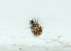 Anthrenus picturatus