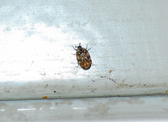 Anthrenus picturatus