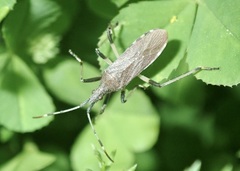 Dicranocephalus albipes