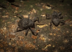 Onidistus araneus
