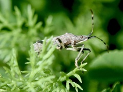 Dicranocephalus albipes