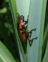 Cyclommatus scutellaris