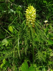 Pedicularis foliosa