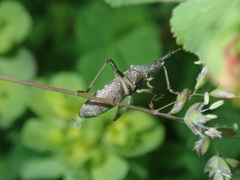 Dicranocephalus albipes