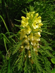 Pedicularis foliosa