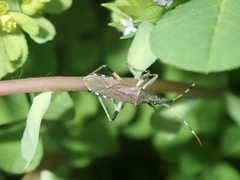 Dicranocephalus albipes