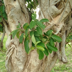 Ficus