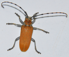 Celosterna scabrator
