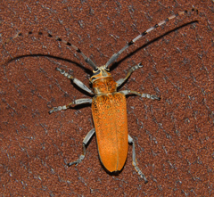 Celosterna scabrator