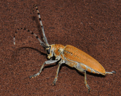 Celosterna scabrator