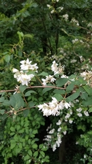 Deutzia crenata